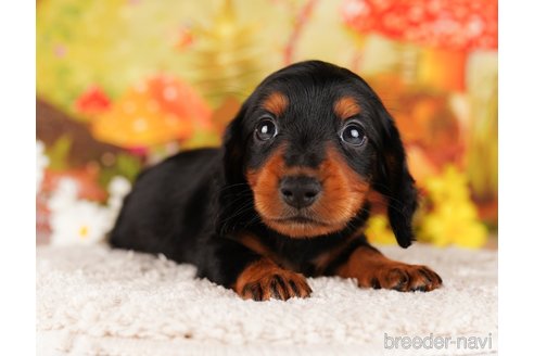 成約済の千葉県のミニチュアダックスフンド(ロングヘアード)-284435の3枚目