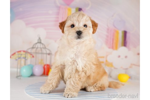 成約済の千葉県のミックス犬-284439の1枚目