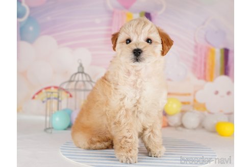 成約済の千葉県のミックス犬-284439の5枚目