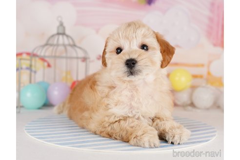 成約済の千葉県のミックス犬-284439の4枚目