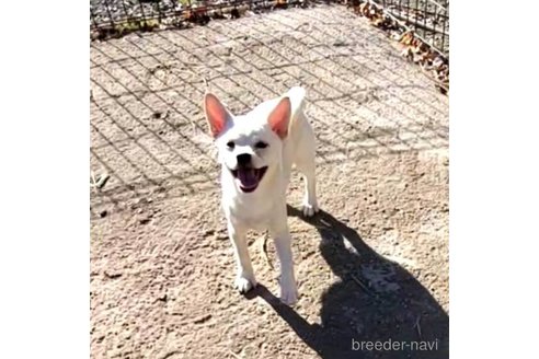 成約済の茨城県のミックス犬-265217の25枚目