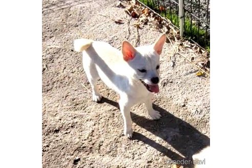 成約済の茨城県のミックス犬-265217の24枚目