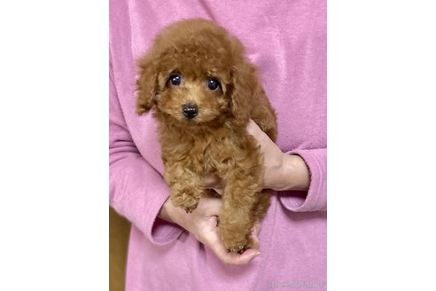 成約済の兵庫県のティーカッププードル-279328の4枚目