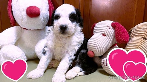 成約済の茨城県のミックス犬-284518の5枚目