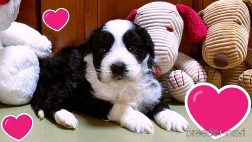 成約済の茨城県のミックス犬-284520