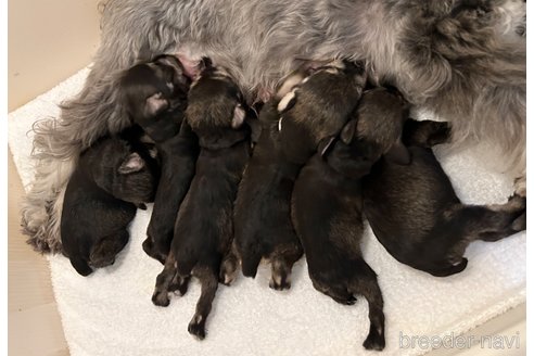 成約済の千葉県のミニチュアシュナウザー-284536の18枚目