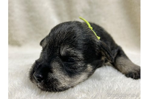 成約済の千葉県のミニチュアシュナウザー-284536の14枚目