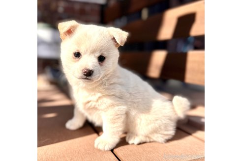 成約済の埼玉県のミックス犬-279601の3枚目