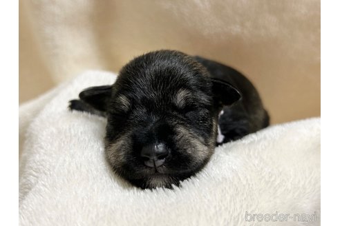 成約済の千葉県のミニチュアシュナウザー-284539の13枚目