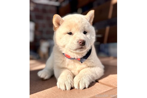 成約済の埼玉県の柴犬-278567の4枚目