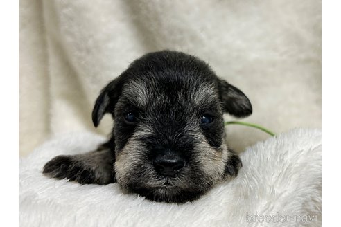 成約済の千葉県のミニチュアシュナウザー-284544の13枚目