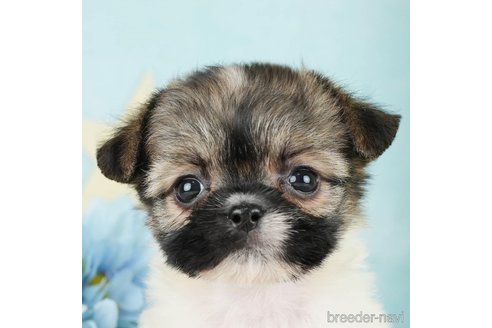 成約済の東京都のミックス犬-284560の1枚目