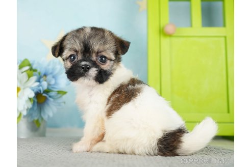 成約済の東京都のミックス犬-284560の3枚目