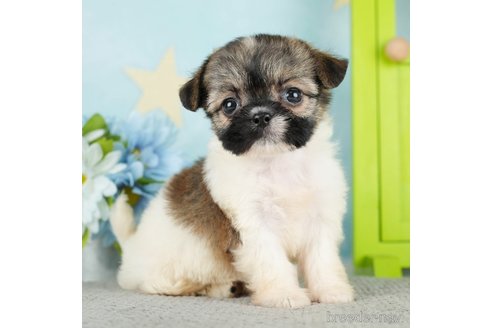 成約済の東京都のミックス犬-284560の2枚目