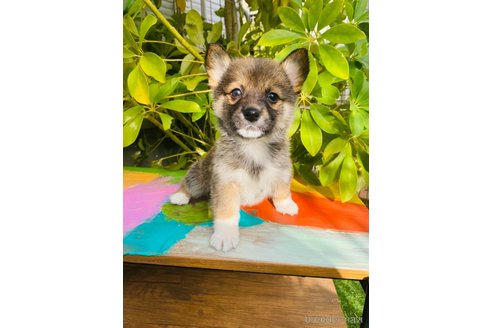 成約済の千葉県のミックス犬-283079の4枚目