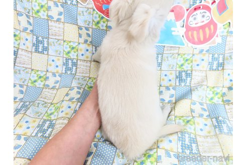 成約済の千葉県のチワワ(ロングコート)-273703の7枚目