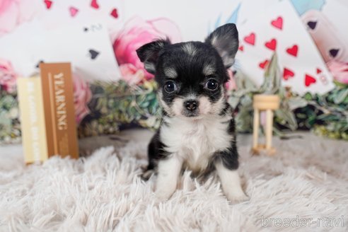 成約済の茨城県のチワワ(ロングコート)-284575の4枚目