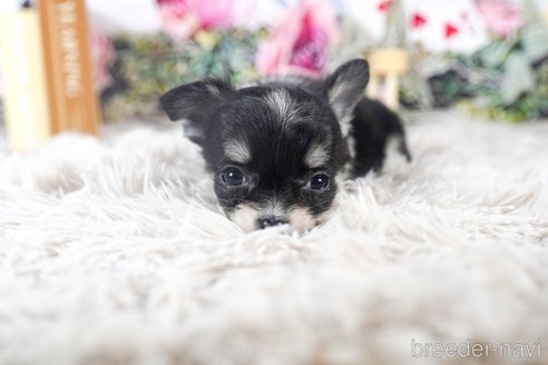 成約済の茨城県のチワワ(ロングコート)-284575の5枚目