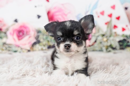 成約済の茨城県のチワワ(ロングコート)-284575の2枚目