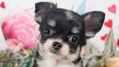 成約済の茨城県のチワワ(ロングコート)-284575の1枚目