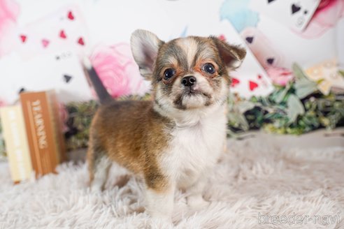 成約済の茨城県のチワワ(ロングコート)-284576の4枚目