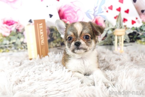 成約済の茨城県のチワワ(ロングコート)-284576の5枚目