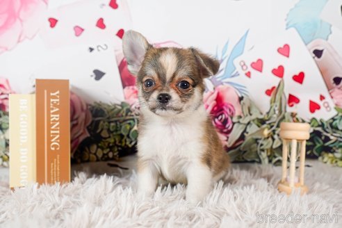 成約済の茨城県のチワワ(ロングコート)-284576の2枚目