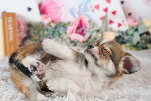 成約済の茨城県のチワワ(ロングコート)-284576の3枚目