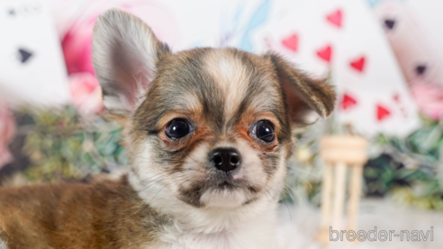 成約済の茨城県のチワワ(ロングコート)-284576