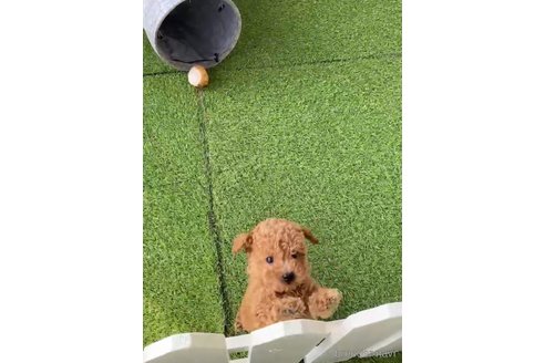 成約済の福岡県のトイプードル-283298の7枚目