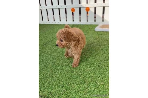 成約済の福岡県のトイプードル-283298の8枚目