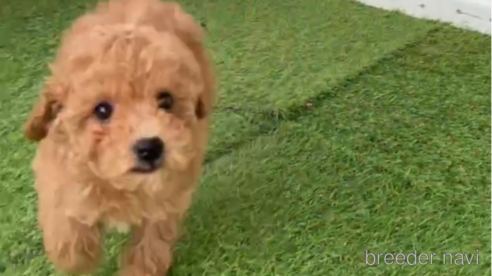 成約済の福岡県のトイプードル-284579の6枚目