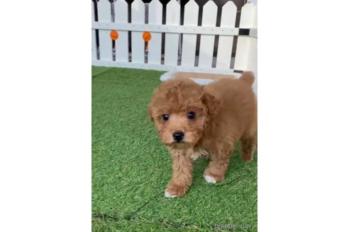 成約済の福岡県のトイプードル-283297の8枚目