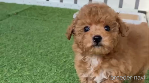 成約済の福岡県のトイプードル-283297の6枚目