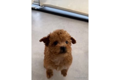 成約済の福岡県のトイプードル-283296の7枚目