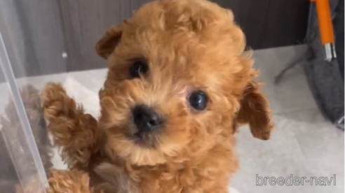 成約済の福岡県のトイプードル-283296の6枚目