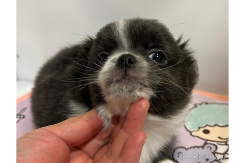 成約済の山口県のチワワ(ロングコート)-278113の2枚目