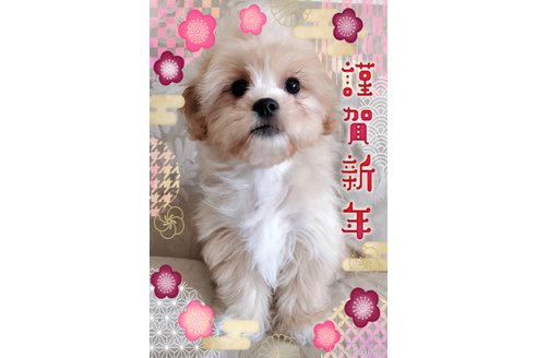 成約済の栃木県のミックス犬-270908の1枚目