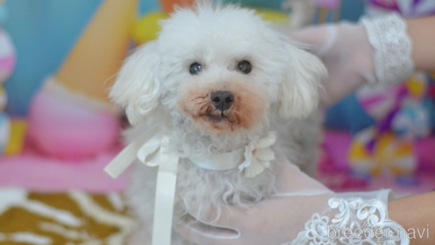 子犬