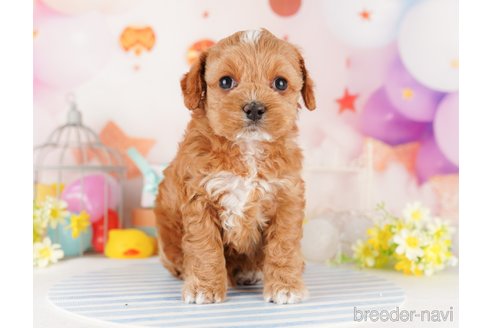 成約済の東京都のミックス犬-284655の12枚目