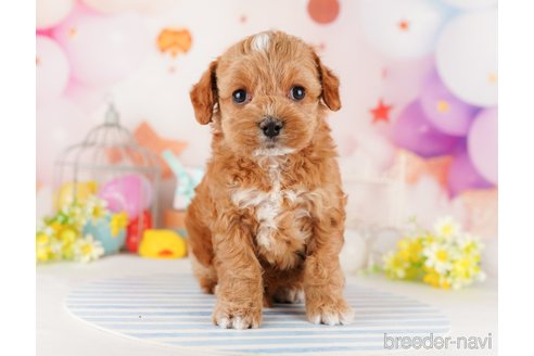 成約済の東京都のミックス犬-284655の13枚目