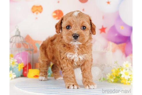 成約済の東京都のミックス犬-284655の14枚目