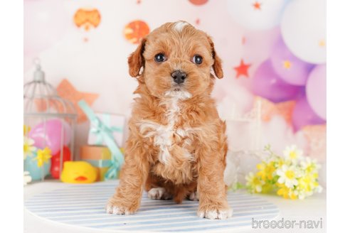 成約済の東京都のミックス犬-284655の4枚目