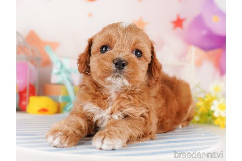 成約済の東京都のミックス犬-284655の5枚目