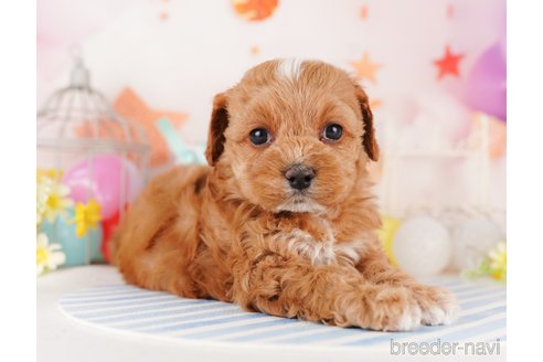 成約済の東京都のミックス犬-284655の6枚目