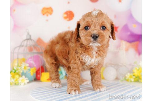 成約済の東京都のミックス犬-284655の7枚目