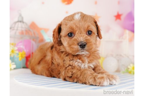 成約済の東京都のミックス犬-284655の8枚目