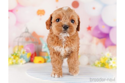 成約済の東京都のミックス犬-284655の9枚目