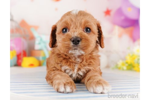成約済の東京都のミックス犬-284655の10枚目