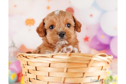 成約済の東京都のミックス犬-284655の11枚目